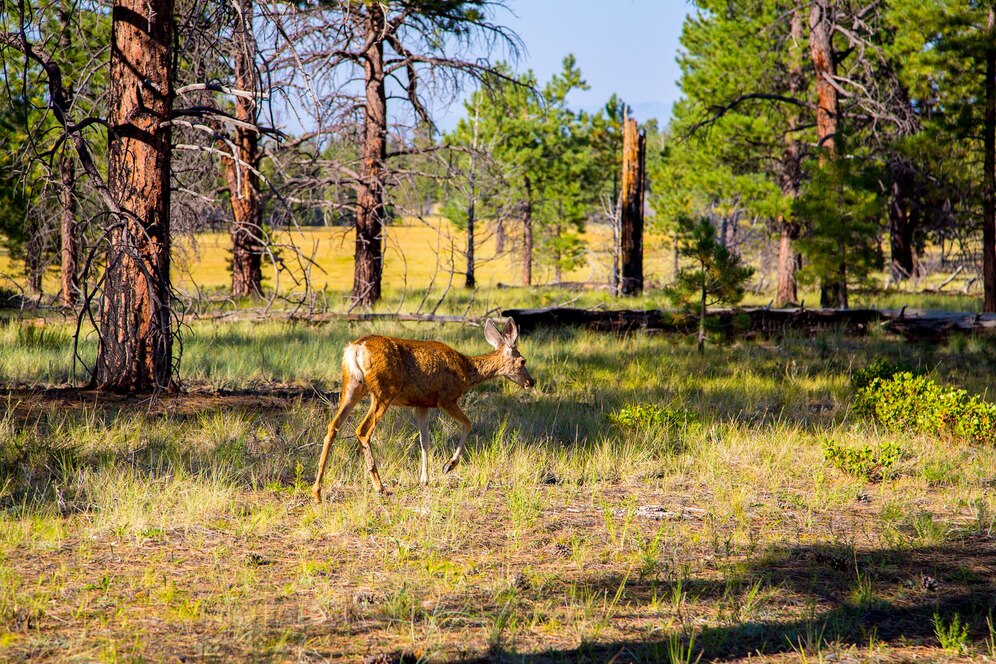 Hi-Vis Vested Deer Spotted Across Road in Hillsdale County: A Strange Sight!