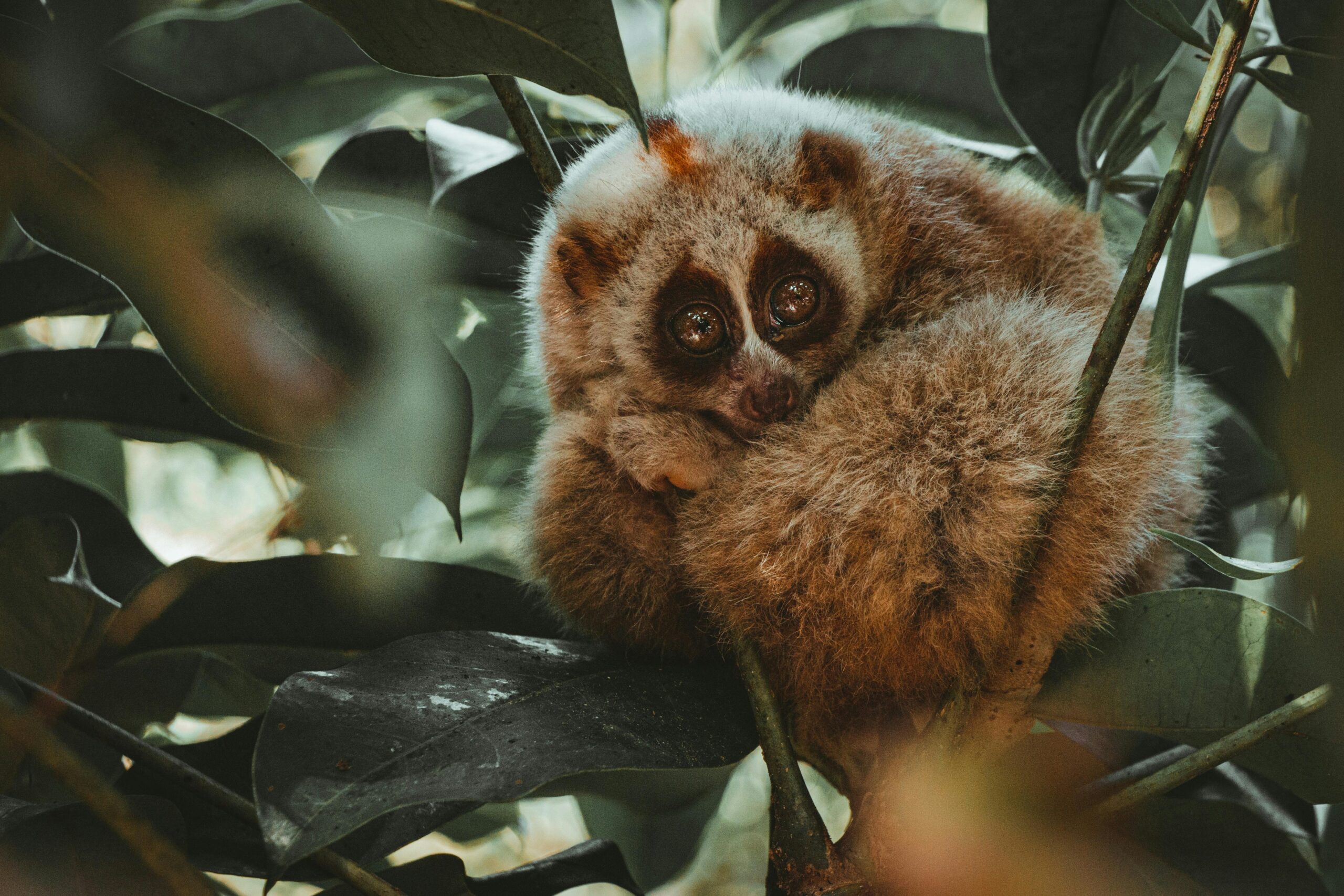 slow primate with big eyes